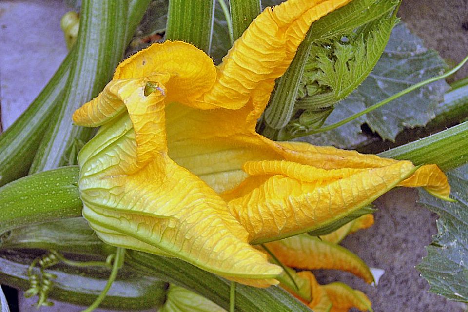 Zucchiniblüte