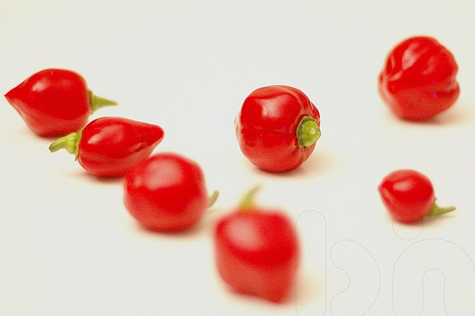 Habanero - Honig